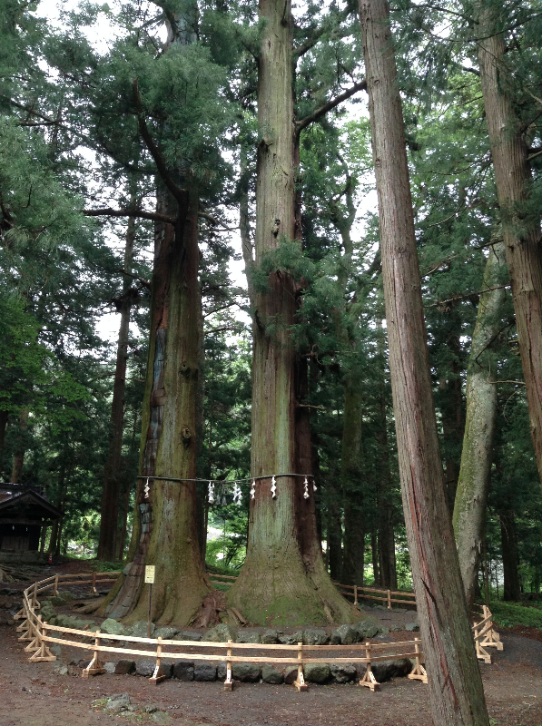 Ancient Cedars Kawaguchiko